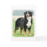 Bernese Mountain Dog 9Y066D-133 Card