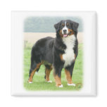 Bernese Mountain Dog 9Y066D-133 Fridge Magnets