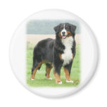 Bernese Mountain Dog 9Y066D-133 Magnets
