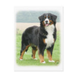 Bernese Mountain Dog 9Y066D-133 Post Cards