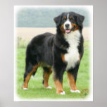 Bernese Mountain Dog 9Y066D-133 Print