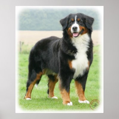 Bernese Mountain Dog 9Y066D-133 Print by TraffordPhotos