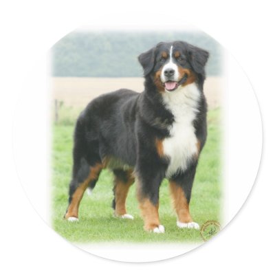 Bernese Mountain Dog 9Y066D-133 Round Stickers by TraffordPhotos
