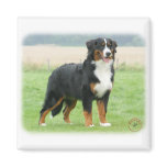 Bernese Mountain Dog 9Y066D-145 Fridge Magnets