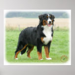 Bernese Mountain Dog 9Y066D-145 Posters