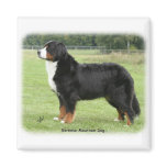 Bernese Mountain Dog 9Y236D-087 Magnet