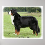 Bernese Mountain Dog 9Y236D-087 Poster