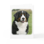Bernese Mountain Dog 9Y236D-106 Greeting Card