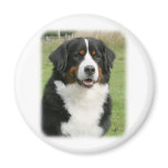 Bernese Mountain Dog 9Y236D-106 Magnet