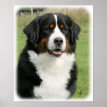 Bernese Mountain Dog 9Y236D-106 Posters