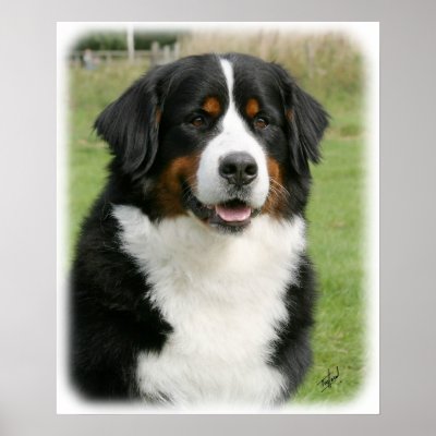 Bernese Mountain Dog 9Y236D-106 Posters by TraffordPhotos