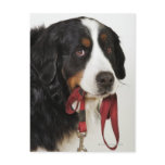 Bernese Mountain Dog (Berner Sennenhund) with Postcard