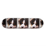 Bernese Mountain Dog Breed on Skateboard