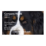 Bernese Mountain Dog Business Card