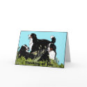 Bernese Mountain Dog cards