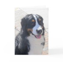 Bernese Mountain Dog Card
