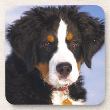 Bernese Mountain Dog - Cute Puppy Photo Drink Coaster