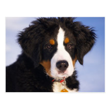 Bernese Mountain Dog - Cute Puppy Photo Post Card