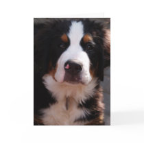 Bernese Mountain Dog Greeting Card