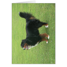 Bernese Mountain Dog Greeting Card