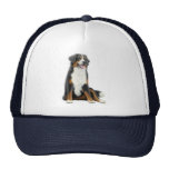 Bernese Mountain Dog Hat