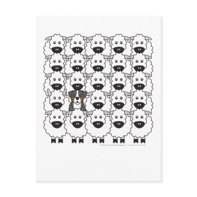 Bernese Mountain Dog in the Sheep Postcards by khocker