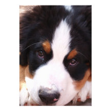 Bernese Mountain Dog Invitation