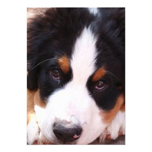Bernese Mountain Dog Invitation