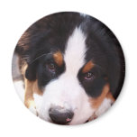 Bernese Mountain Dog Magnet