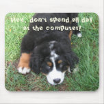 Bernese Mountain Dog
