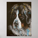Bernese Mountain Dog Pastel Portrait posters