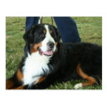 Bernese Mountain Dog Post Cards