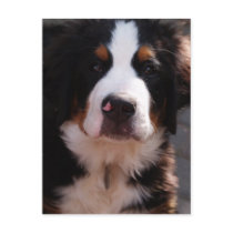 Bernese Mountain Dog Postcard