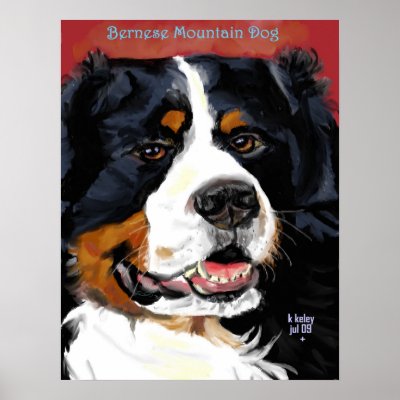 Bernese Mountain Dog poster by KKeleyArt