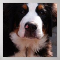 Bernese Mountain Dog Print