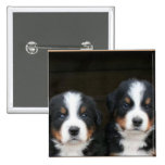 Bernese mountain dog puppies button
