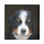 Bernese mountain dog puppies magnet