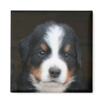 Bernese mountain dog puppies magnet