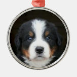 Bernese mountain dog puppies ornament