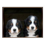 Bernese mountain dog puppies postcard