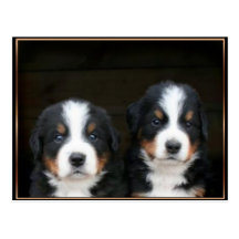 Bernese mountain dog puppies postcard