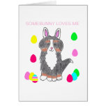 Bernese Mountain Dog Somebunny Loves Me Cards