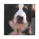 Bernese Mountain Dog Square Magnet