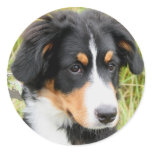 Bernese Mountain Dog Stickers