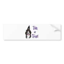 Bernese Mountain Dog Trick