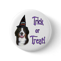 Bernese Mountain Dog Trick