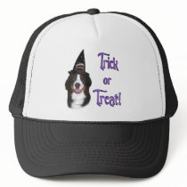 Bernese Mountain Dog Trick