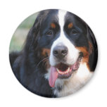 Bernese Mountain Dog with Big Tongue Magnet