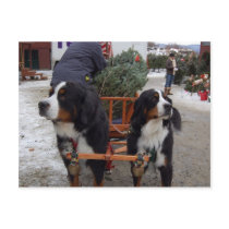 Bernese Mountain Dogs Post Cards
