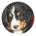 Bernese Mountain Puppy Stickers